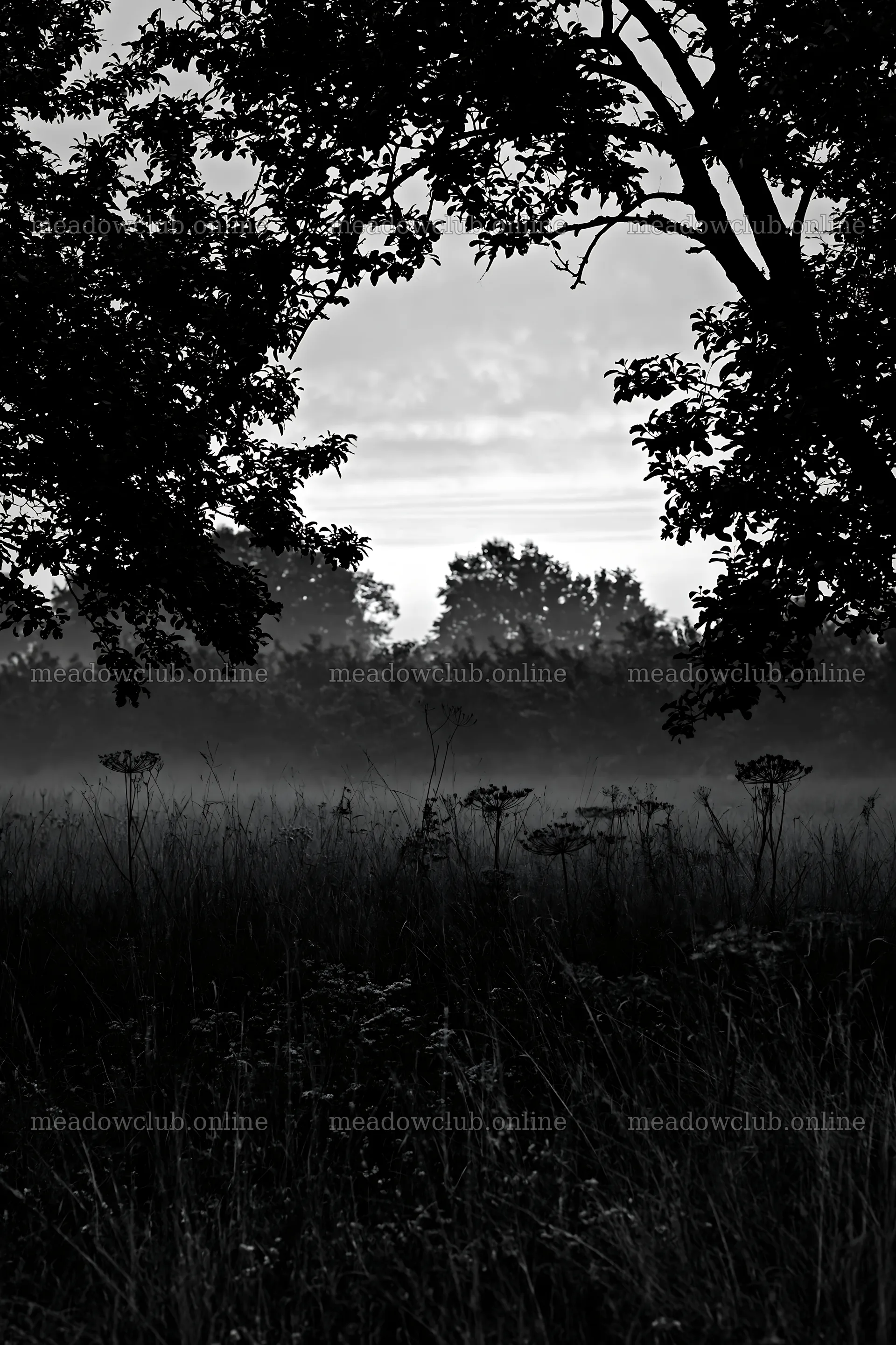 Foggy orchard meadow with trees and mist in the background – meadow photos 6480x9722