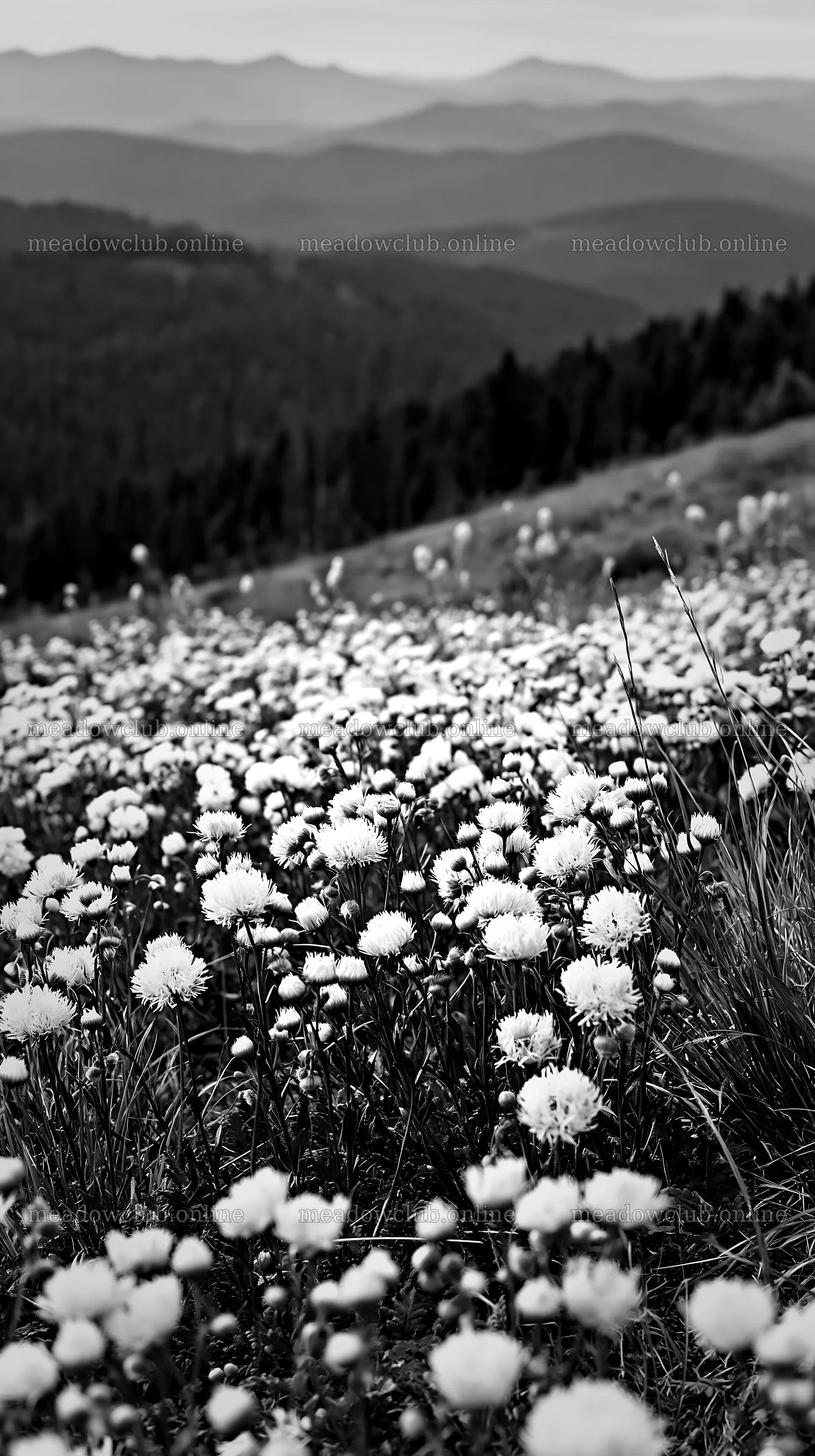 Vibrant flowers in a spring meadow with rolling hills – meadow photos 5938x10608