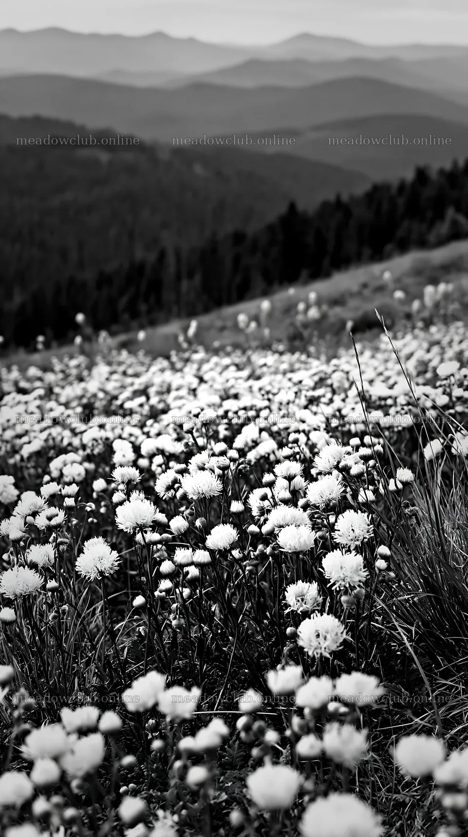 Vibrant flowers in a spring meadow with rolling hills – meadow photos 5938x10608