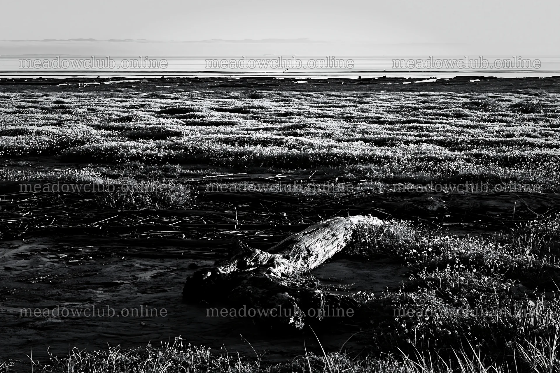 Chiba coastal climate meadow with driftwood in foreground – meadow photos 9722x6480
