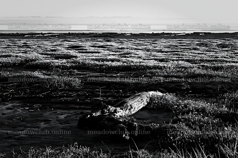 Chiba coastal climate meadow with driftwood in foreground – meadow photos 9722x6480