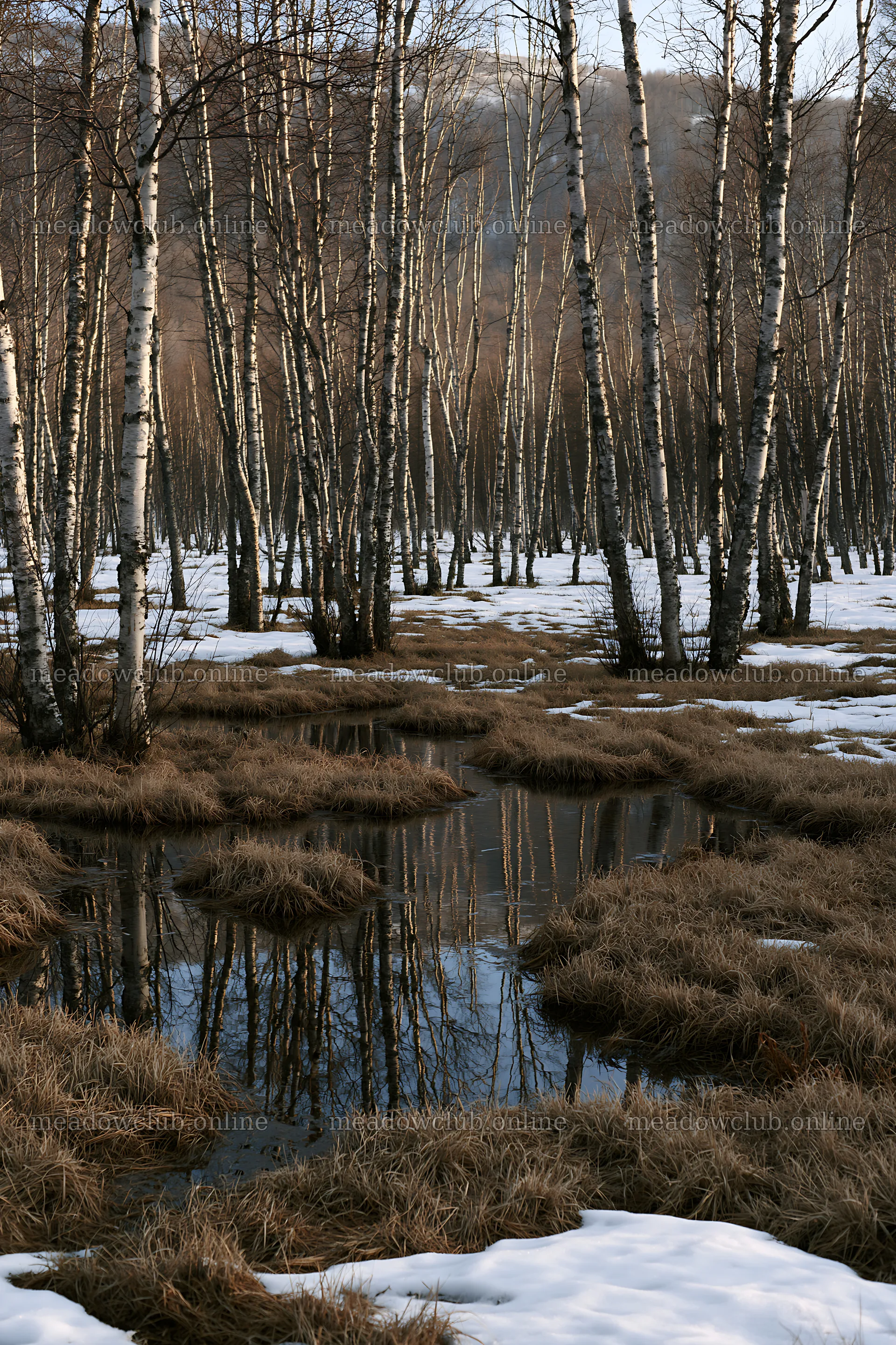 Snowy foothill meadow with birch trees and reflections in water – meadow photos 6480x9722