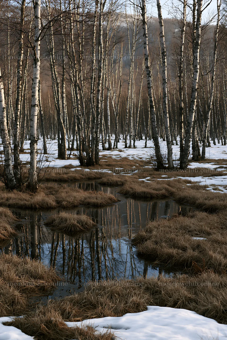 Snowy foothill meadow with birch trees and reflections in water – meadow photos 6480x9722