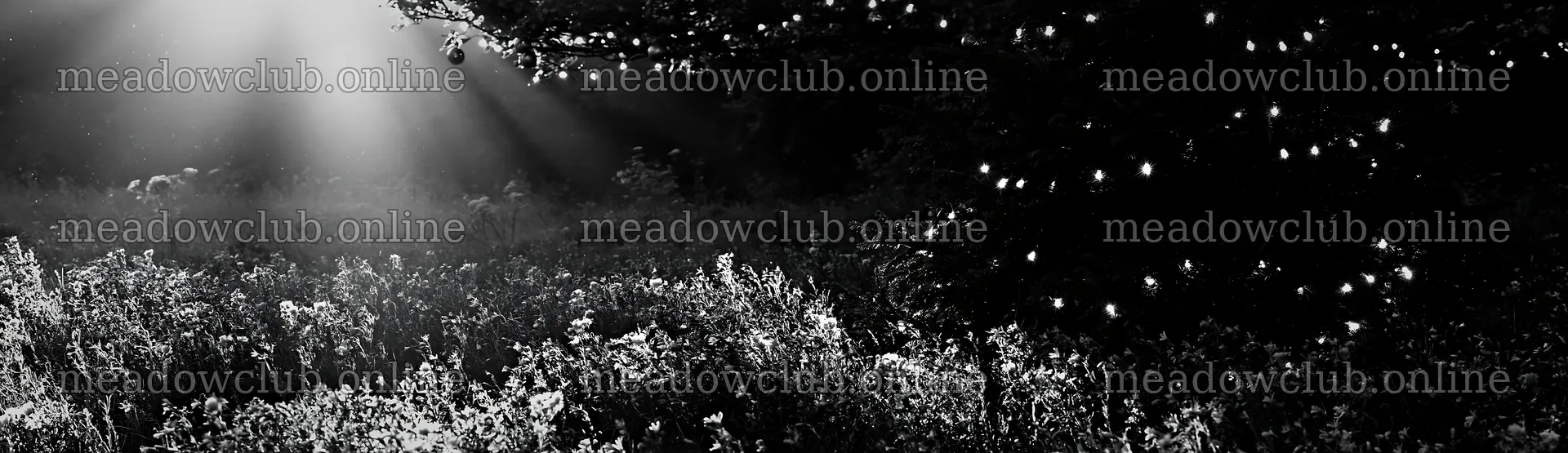 Christmas tree in meadow with sunbeams shining through trees – meadow photos 14762x4268