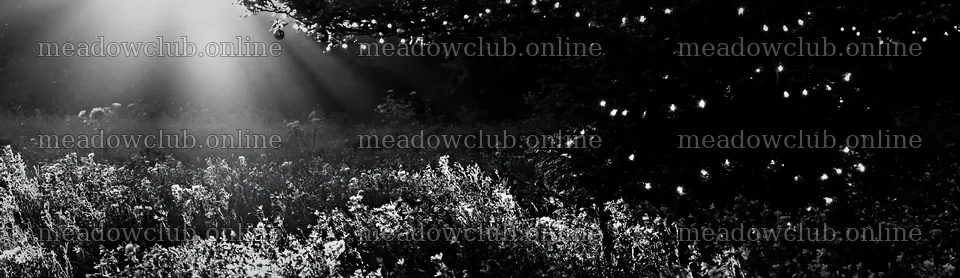 Christmas tree in meadow with sunbeams shining through trees – meadow photos 14762x4268