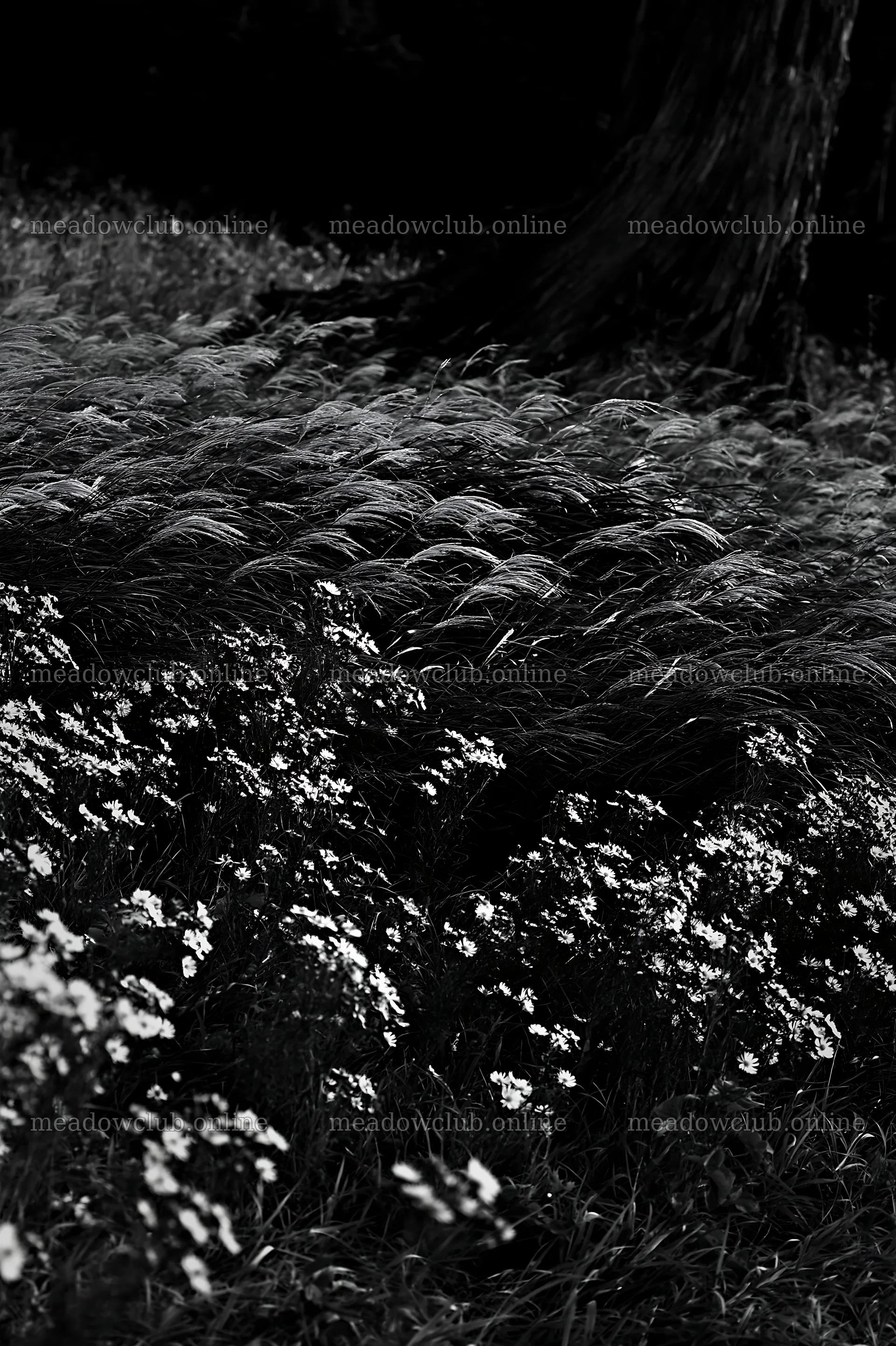 Fukushima native meadow with weathered stump – meadow photos 6480x9722