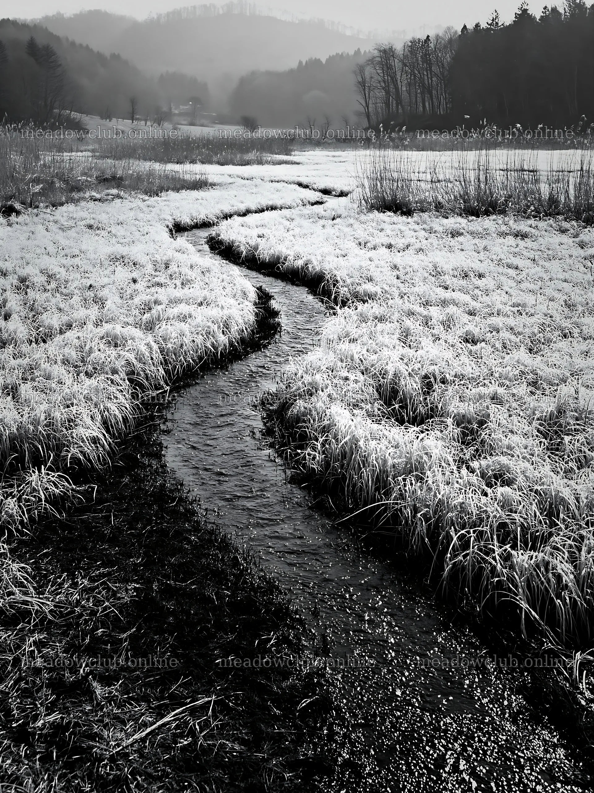 Akita snowmelt meadow with silver grasses and a winding stream – meadow photos 6866x9174
