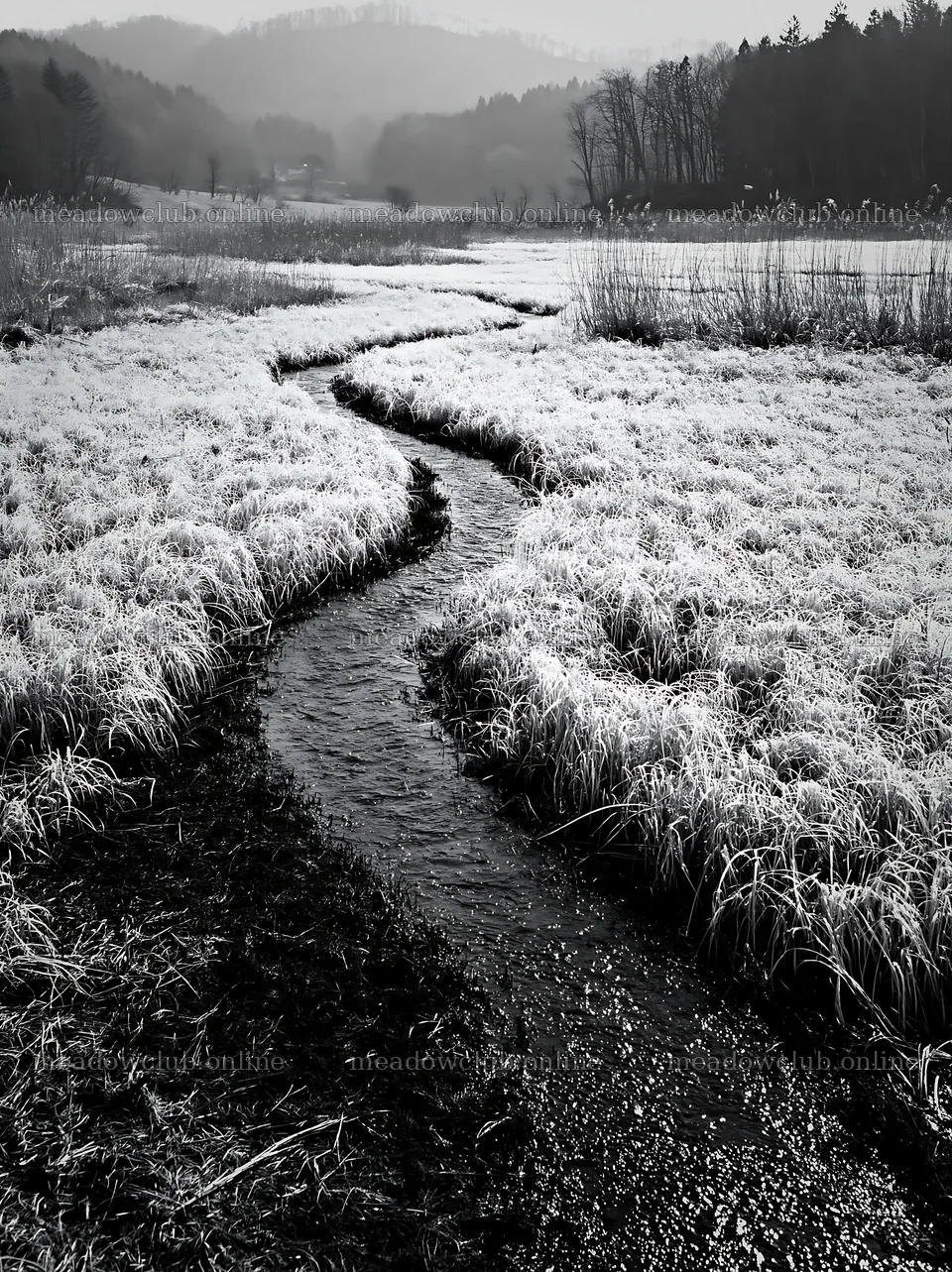 Akita snowmelt meadow with silver grasses and a winding stream – meadow photos 6866x9174