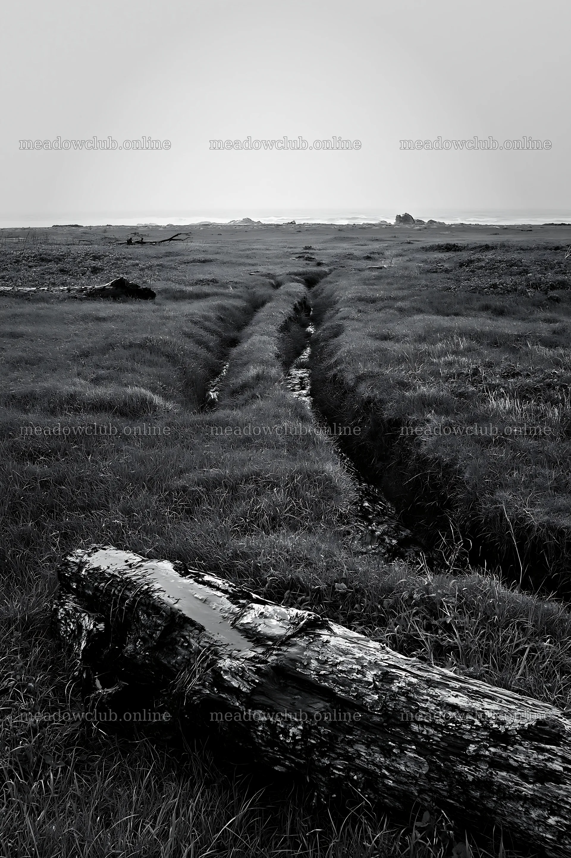 Ishikawa coastal meadow storm washed driftwood in grassy field – meadow photos 6480x9722