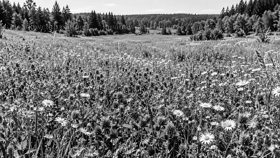 Black and White Wildflower Meadow at Forest Edge – meadow photos 10324x5812