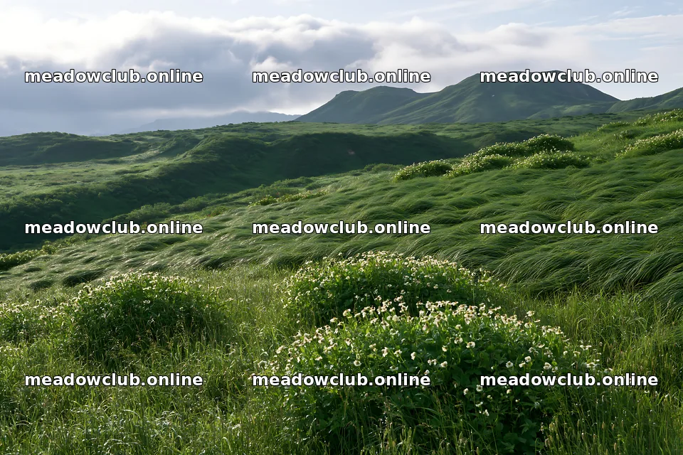 Expansive Hokkaido restoration meadow with dewdrops – meadow photos 9722x6480