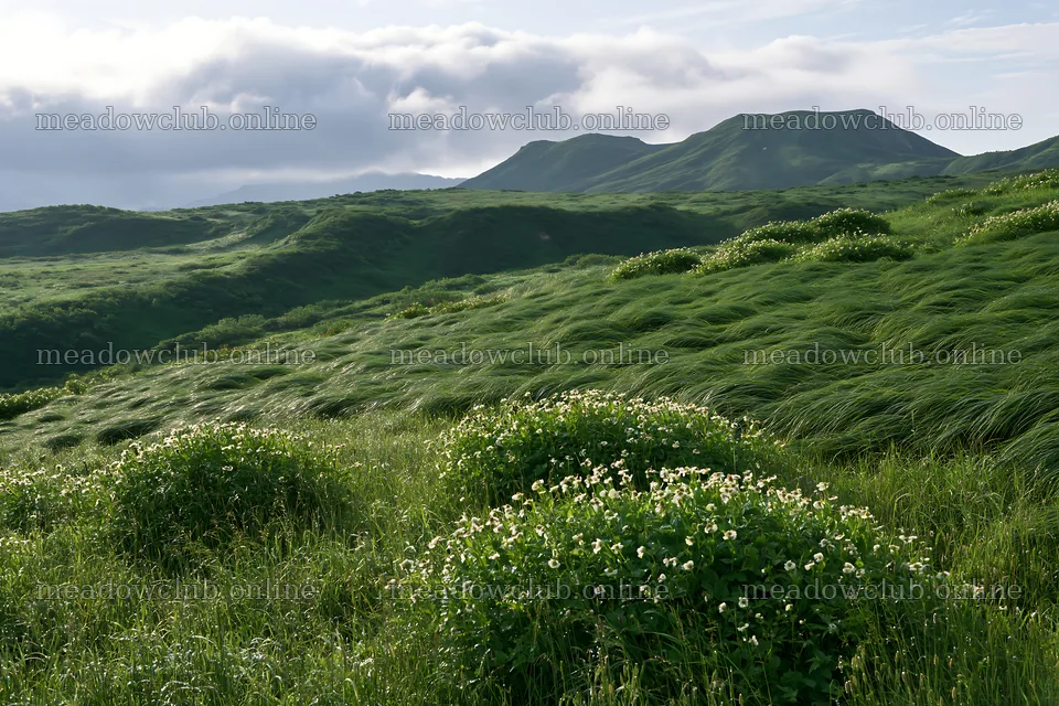 Expansive Hokkaido restoration meadow with dewdrops – meadow photos 9722x6480