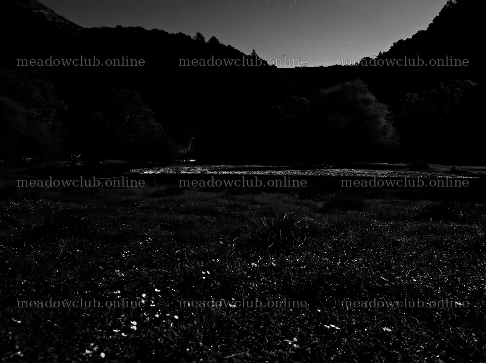 Moonlit meadow under a night sky with dark trees – meadow photos 9174x6866