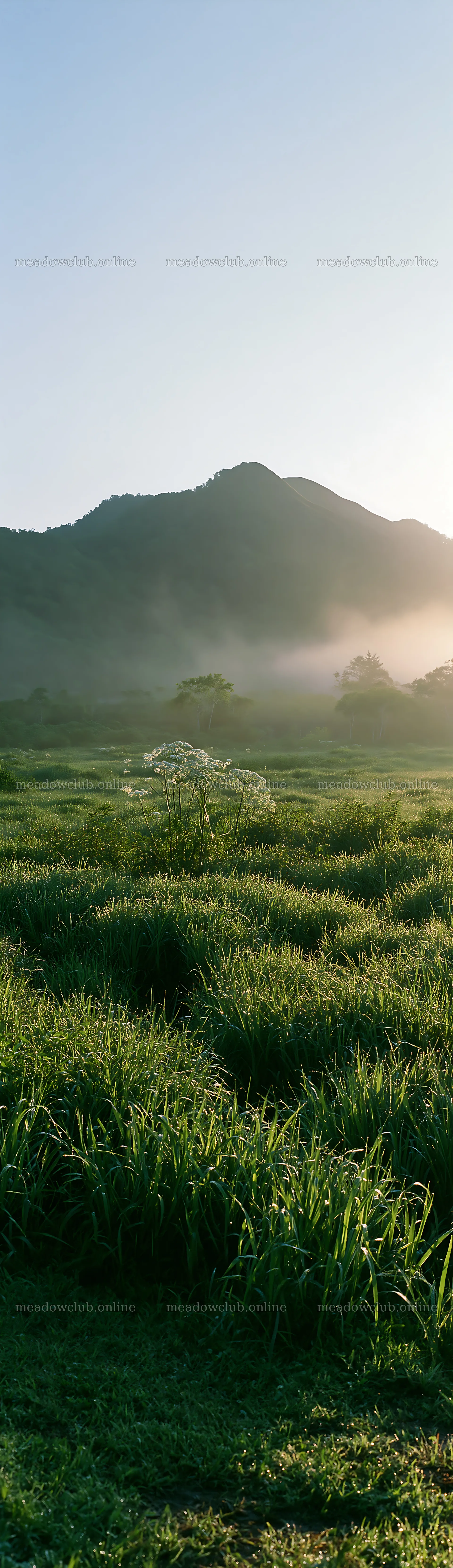 Expansive Hokkaido restoration meadow with dewdrops at dawn – meadow photos 4268x14762