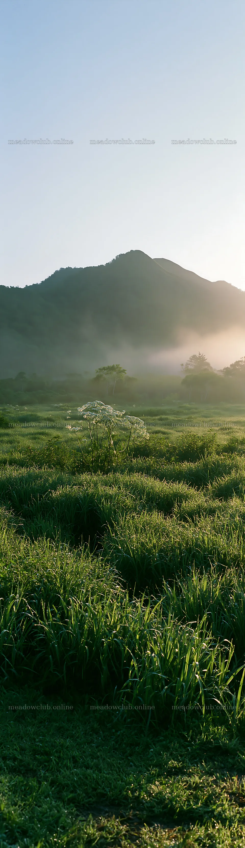 Expansive Hokkaido restoration meadow with dewdrops at dawn – meadow photos 4268x14762