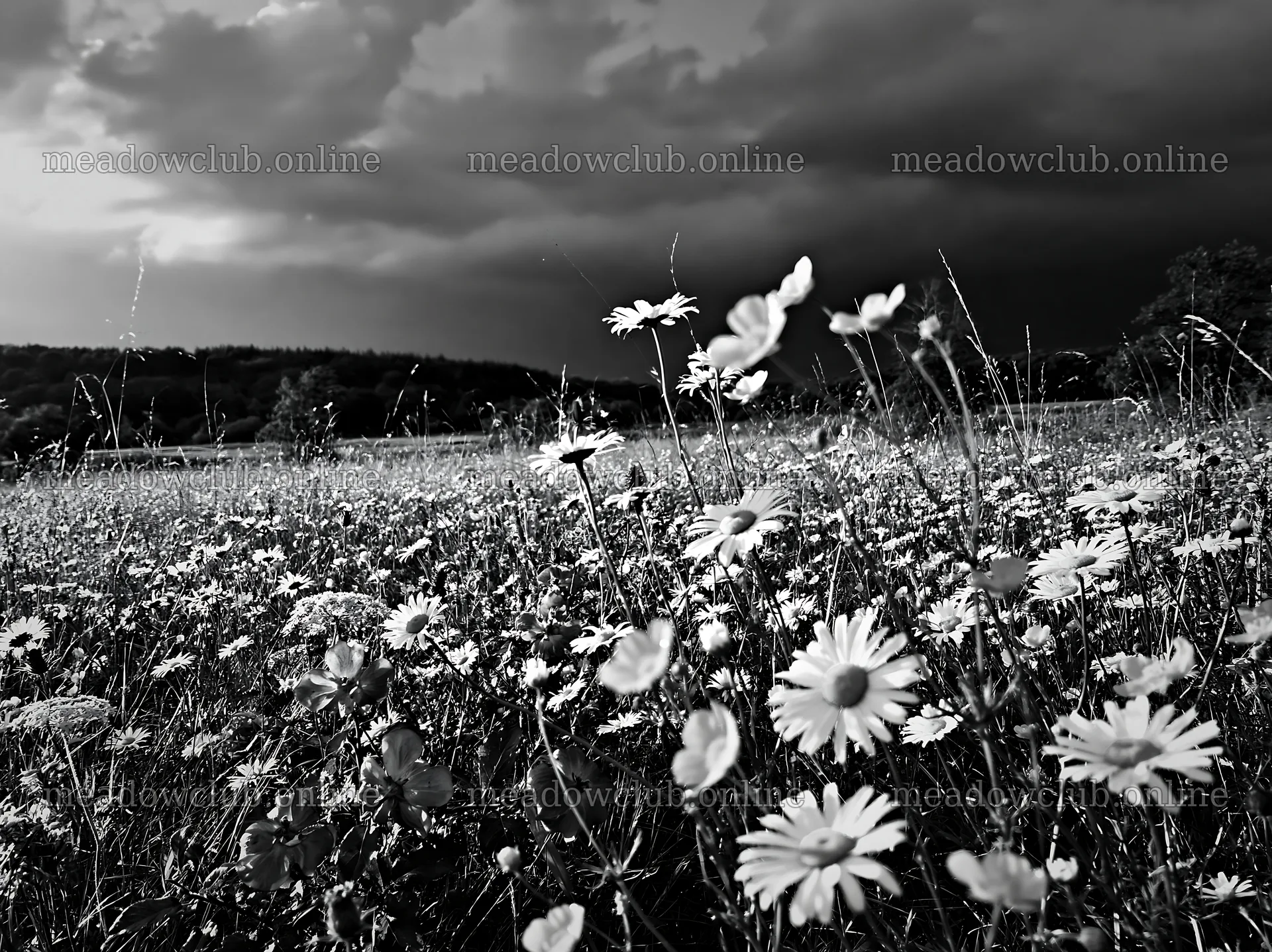 Daisies in a meadow under dark clouds – meadow photos 9174x6866