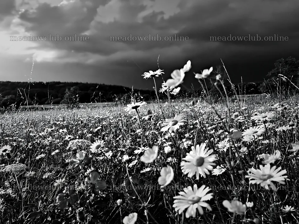Daisies in a meadow under dark clouds – meadow photos 9174x6866