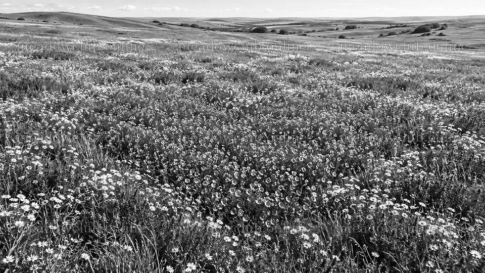 Monochrome Wildflower Meadow and Rolling Hills – meadow photos 10324x5812