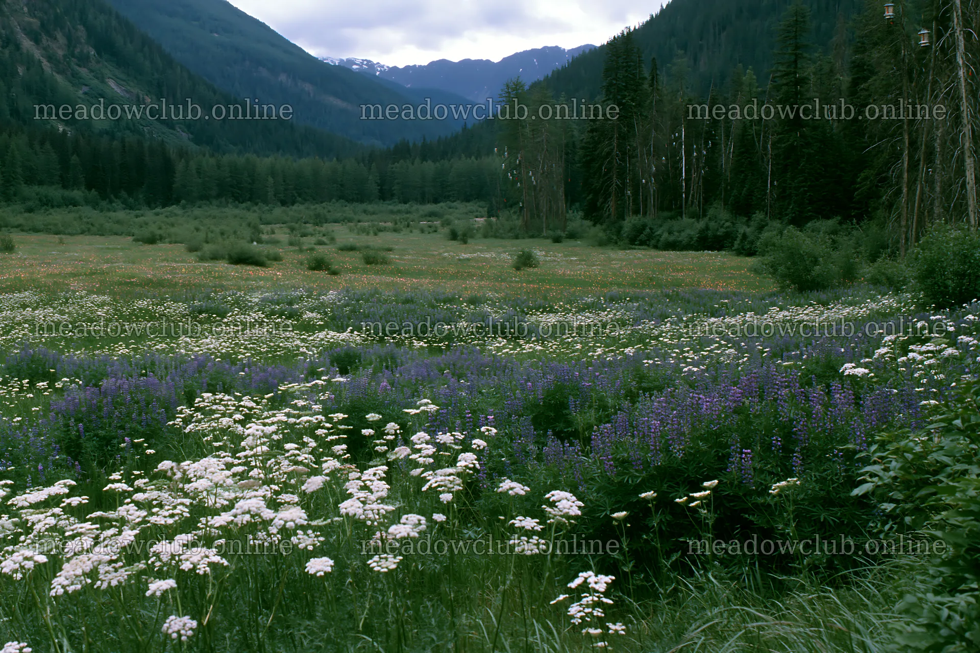 Christmas lights across deep mountain valley meadow – meadow photos 9722x6480