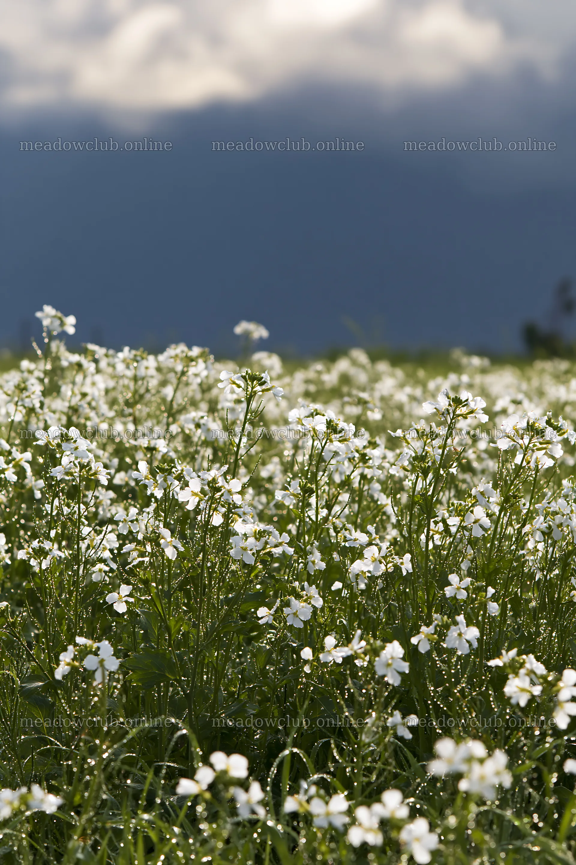 Niigata floodplain restoration meadow dew foreground – meadow photos 6480x9722
