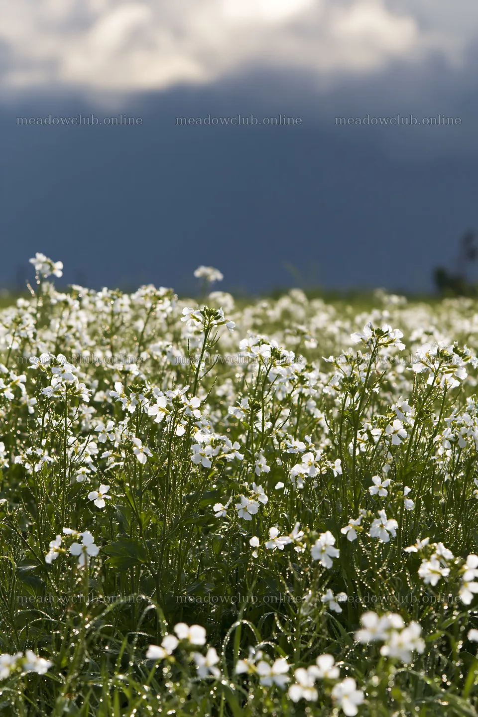 Niigata floodplain restoration meadow dew foreground – meadow photos 6480x9722