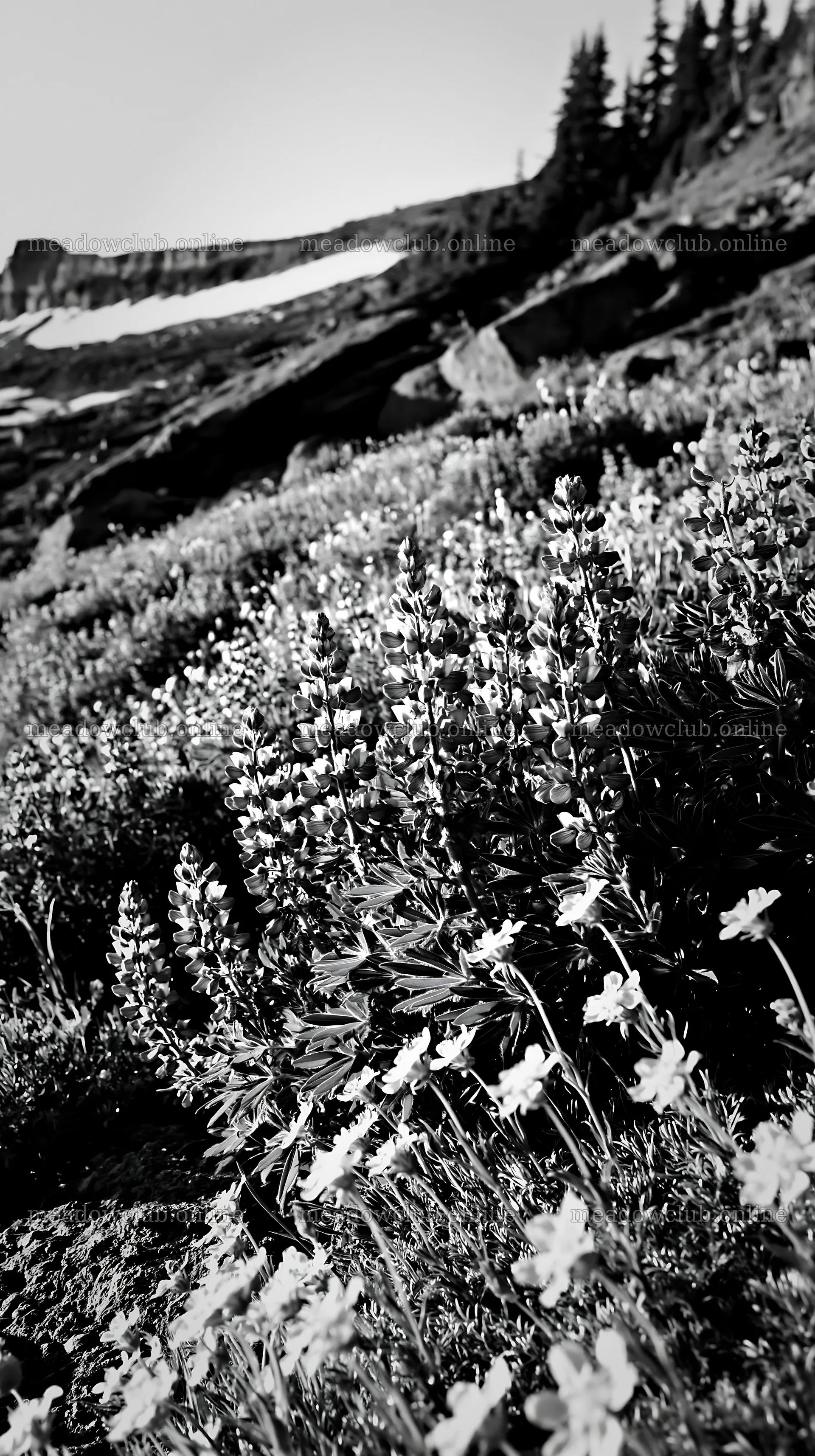 Meadow with boulders and wildflowers in black and white – meadow photos 5938x10608