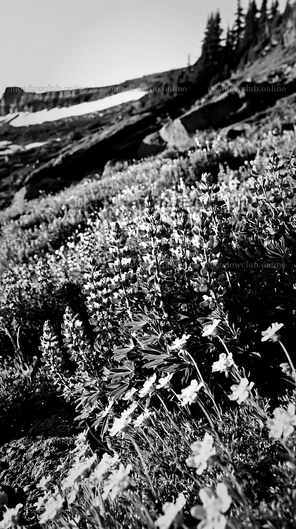 Meadow with boulders and wildflowers in black and white – meadow photos 5938x10608