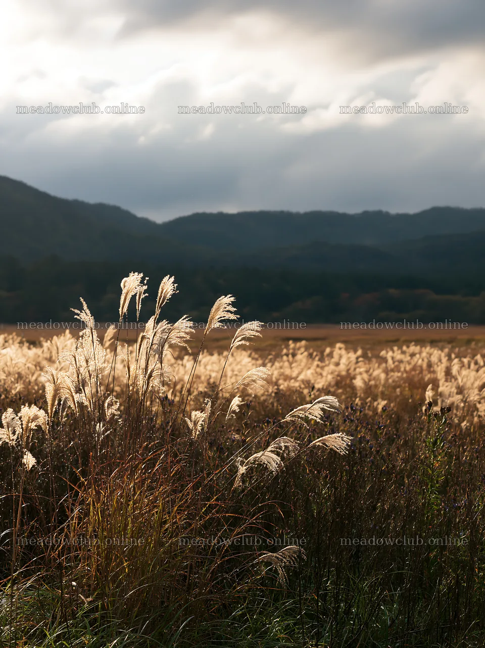 Iwate rain refreshed meadow seedhead foreground – meadow photos 6866x9174