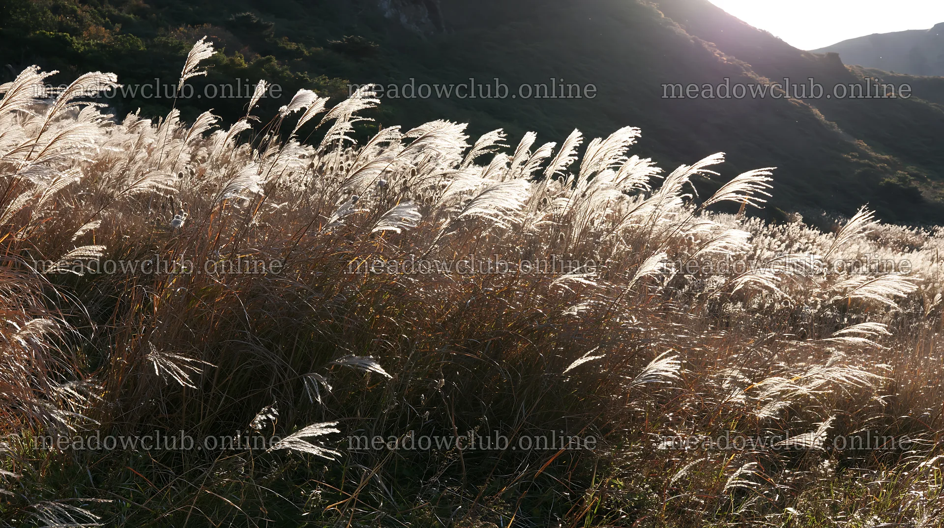 Meadow grass seedheads swaying under sunlight – meadow photos 10608x5938
