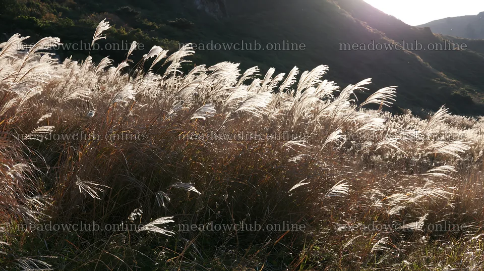 Meadow grass seedheads swaying under sunlight – meadow photos 10608x5938