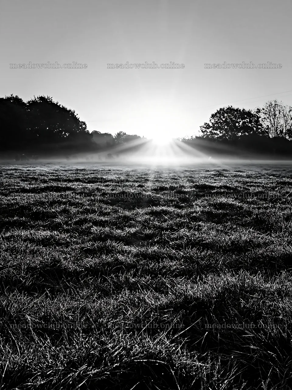 Frosty meadow at sunrise with morning mist – meadow photos 6866x9174