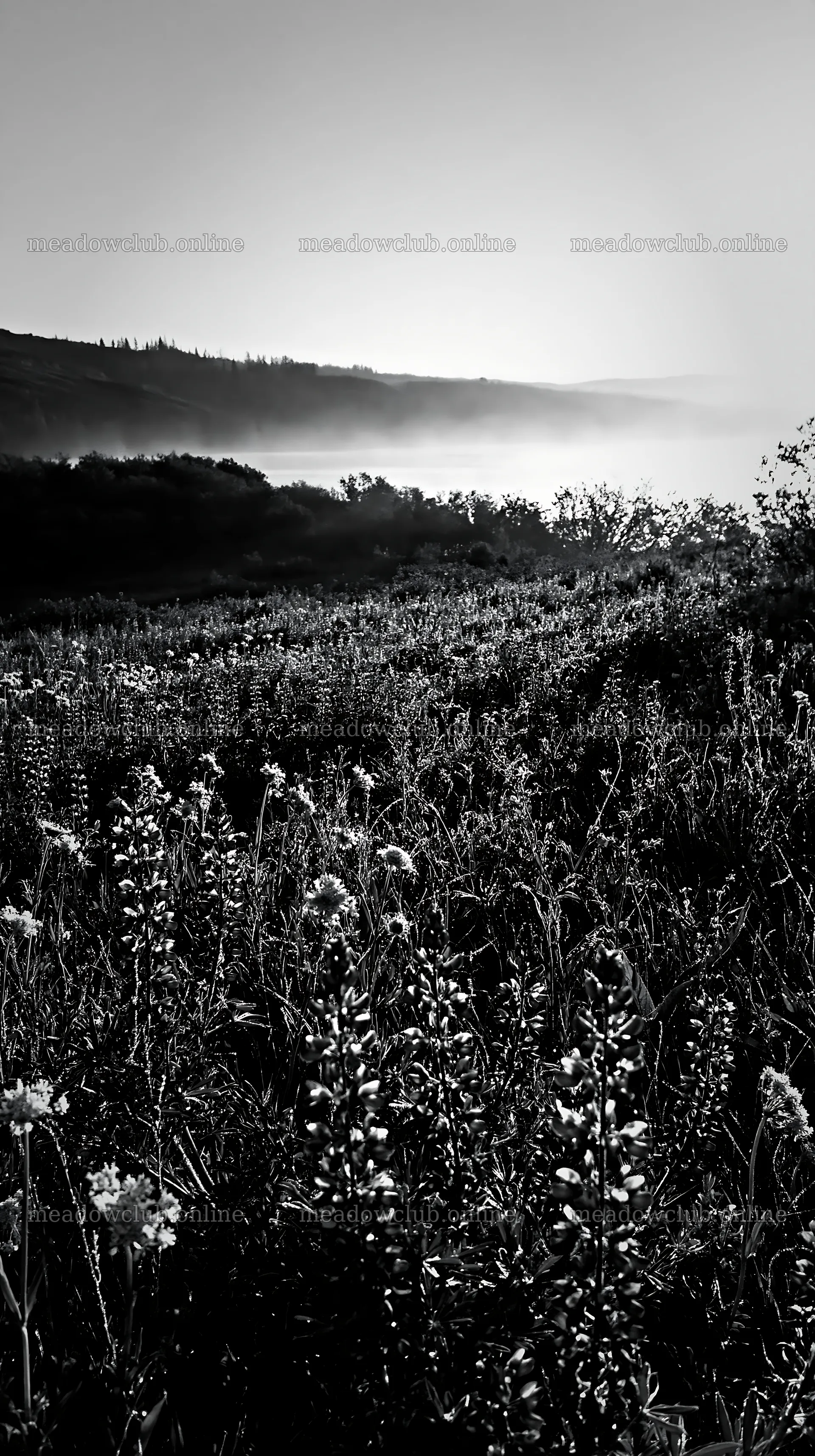 Sunlit lakeside meadow with wildflowers and misty hills – meadow photos 5938x10608