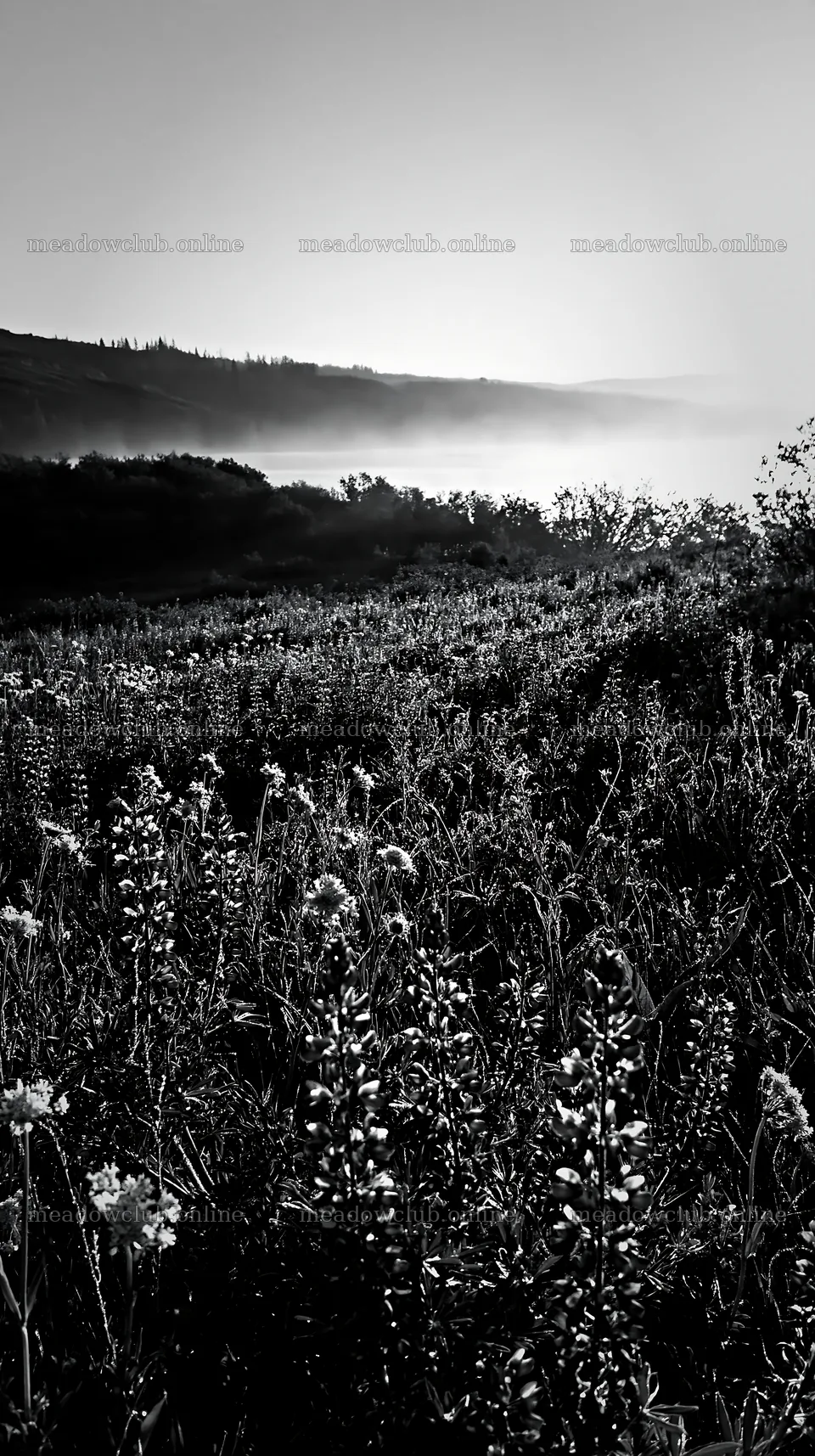 Sunlit lakeside meadow with wildflowers and misty hills – meadow photos 5938x10608