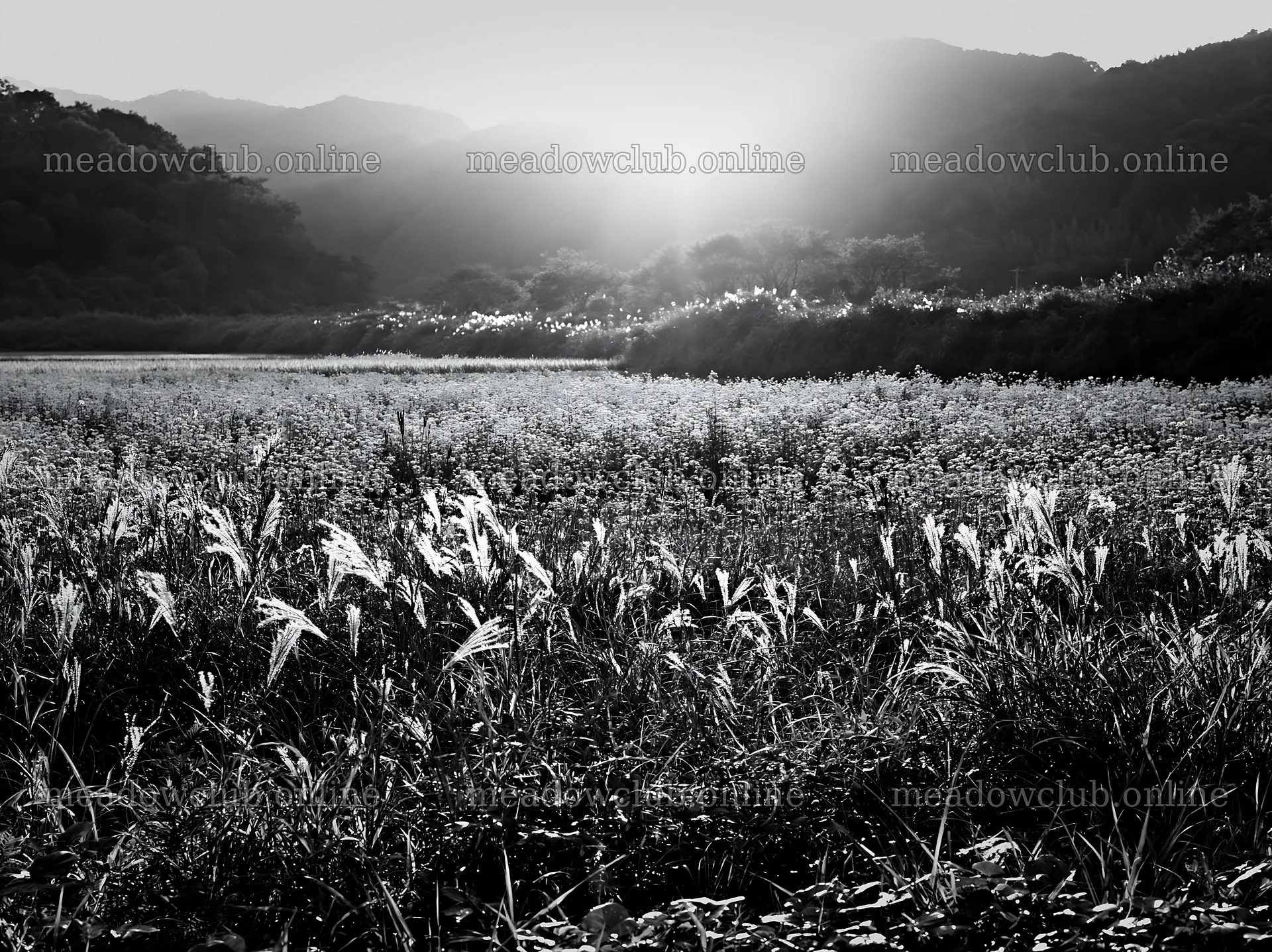 Aichi restored meadow autumn seedheads foreground under sunset – meadow photos 9174x6866