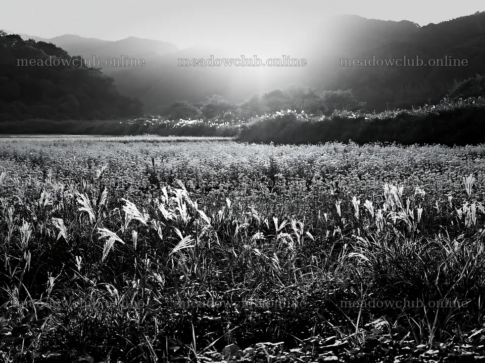Aichi restored meadow autumn seedheads foreground under sunset – meadow photos 9174x6866