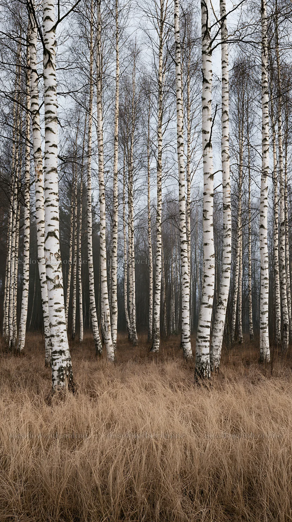Birch trees in a meadow with tall grass – meadow photos 5938x10608