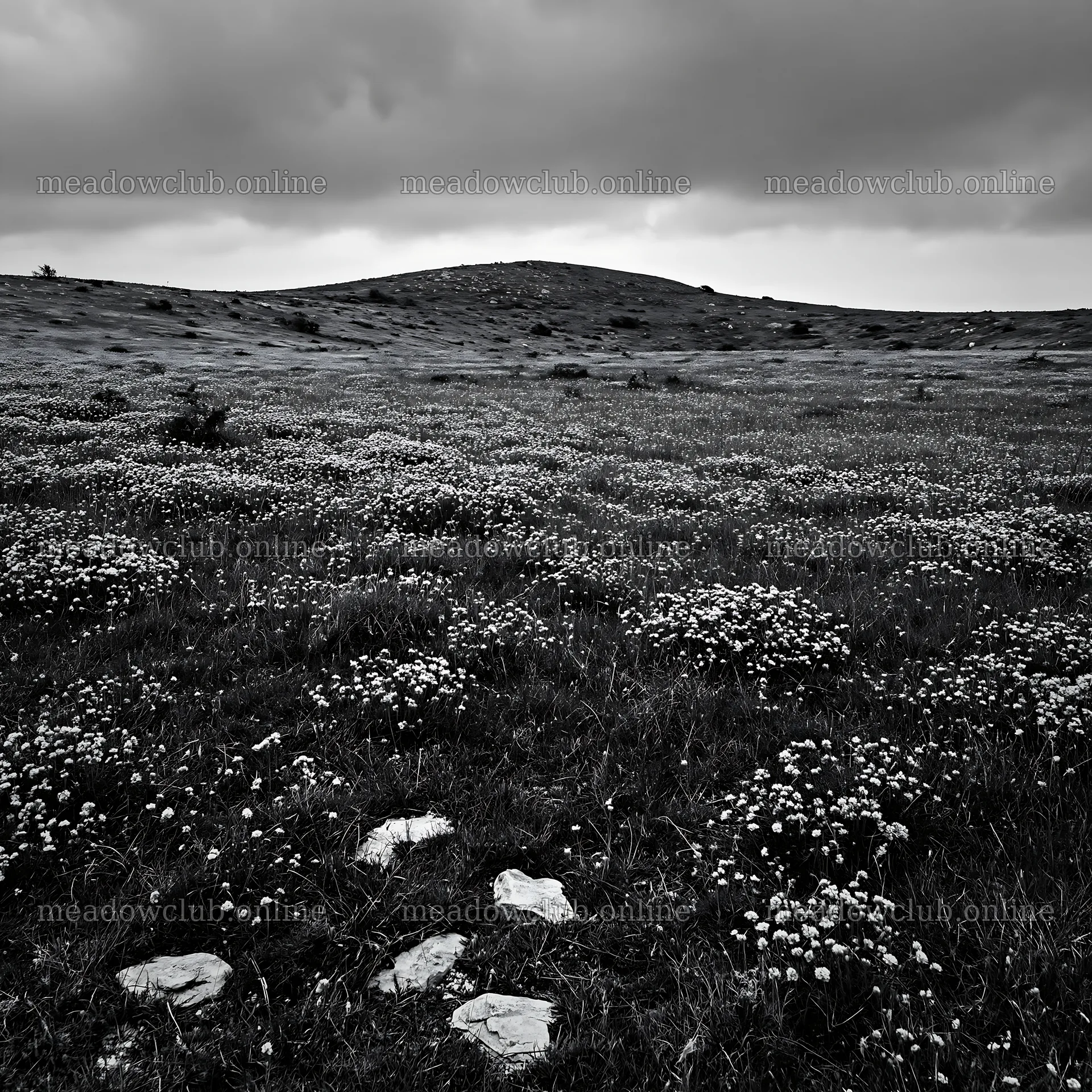 Cloudy rockrose meadow with flowers in black and white – meadow photos 7938x7938