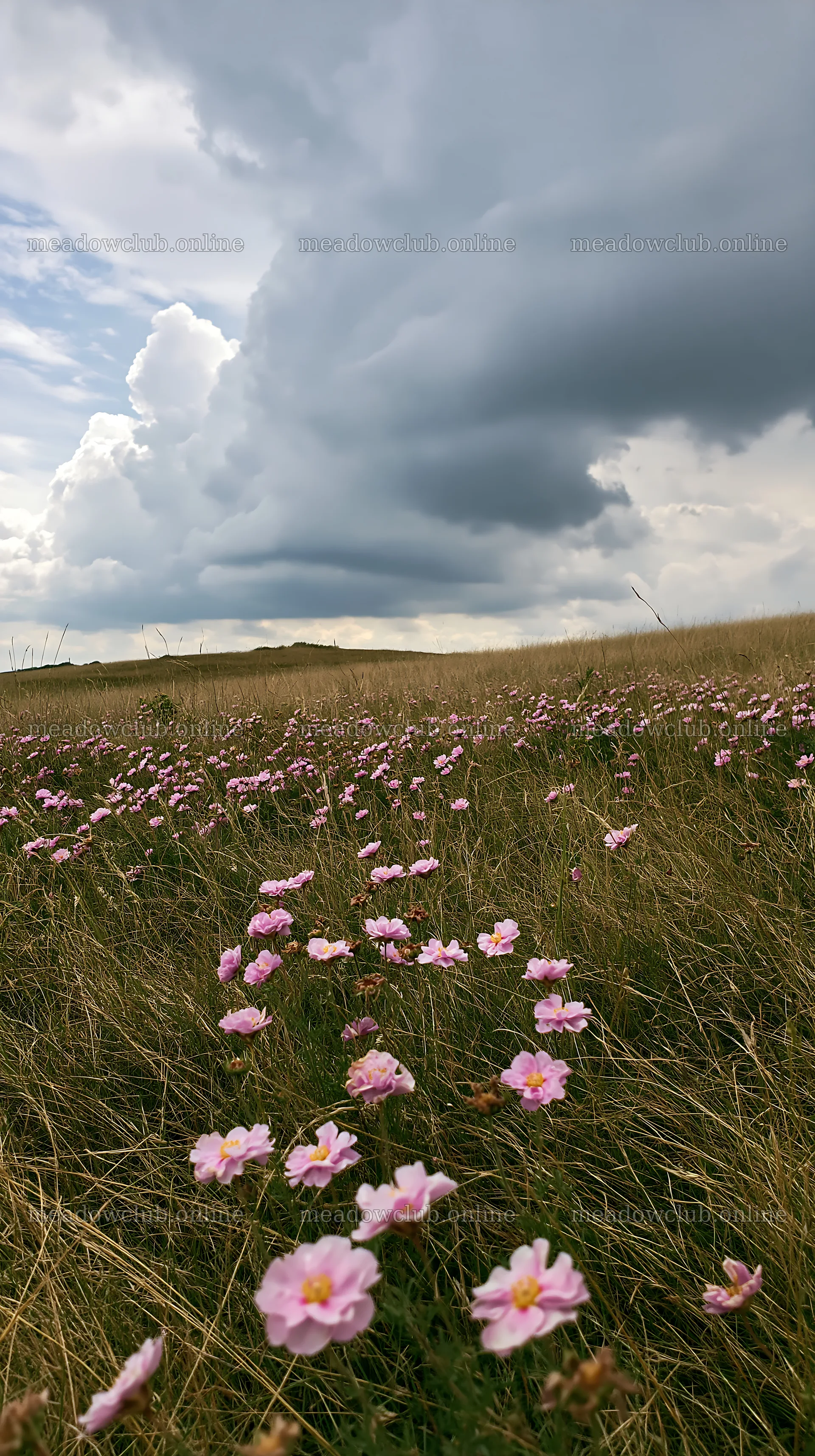 Cloudy rockrose meadow with flowers and dark sky – meadow photos 5938x10608