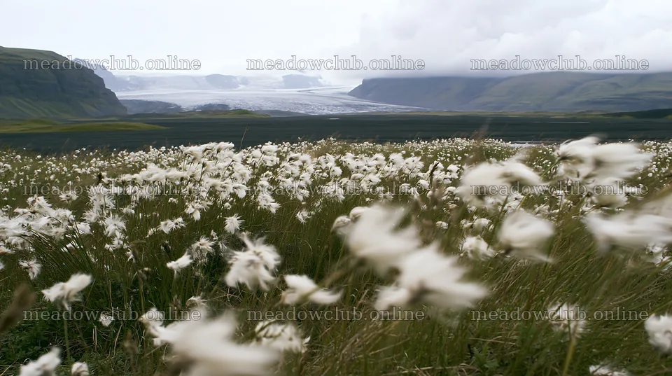 Meadow with seedheads and glacier in the background – meadow photos 10608x5938