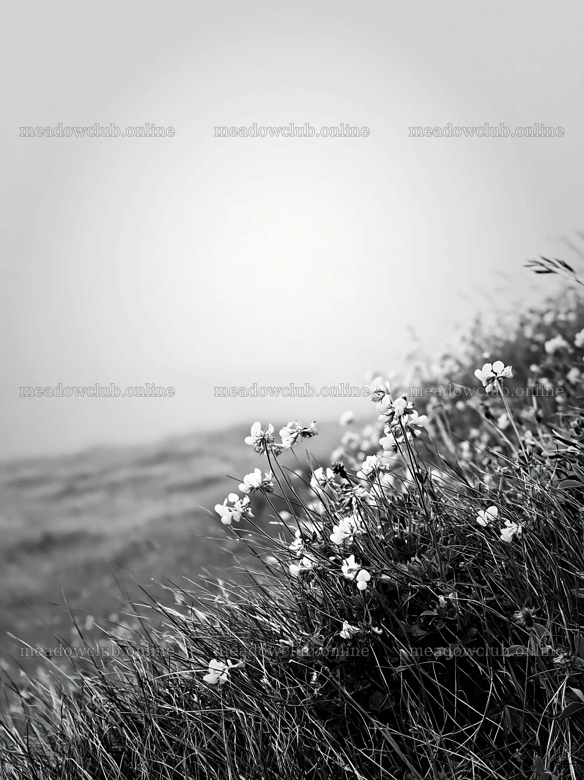 Clifftop meadow with yellow flowers and foggy background – meadow photos 6866x9174