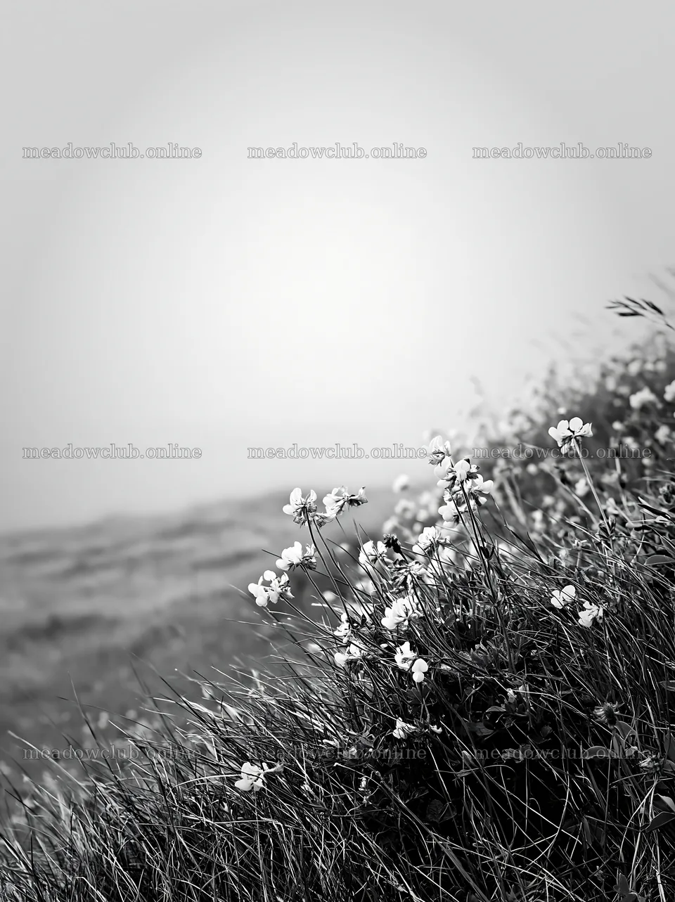 Clifftop meadow with yellow flowers and foggy background – meadow photos 6866x9174