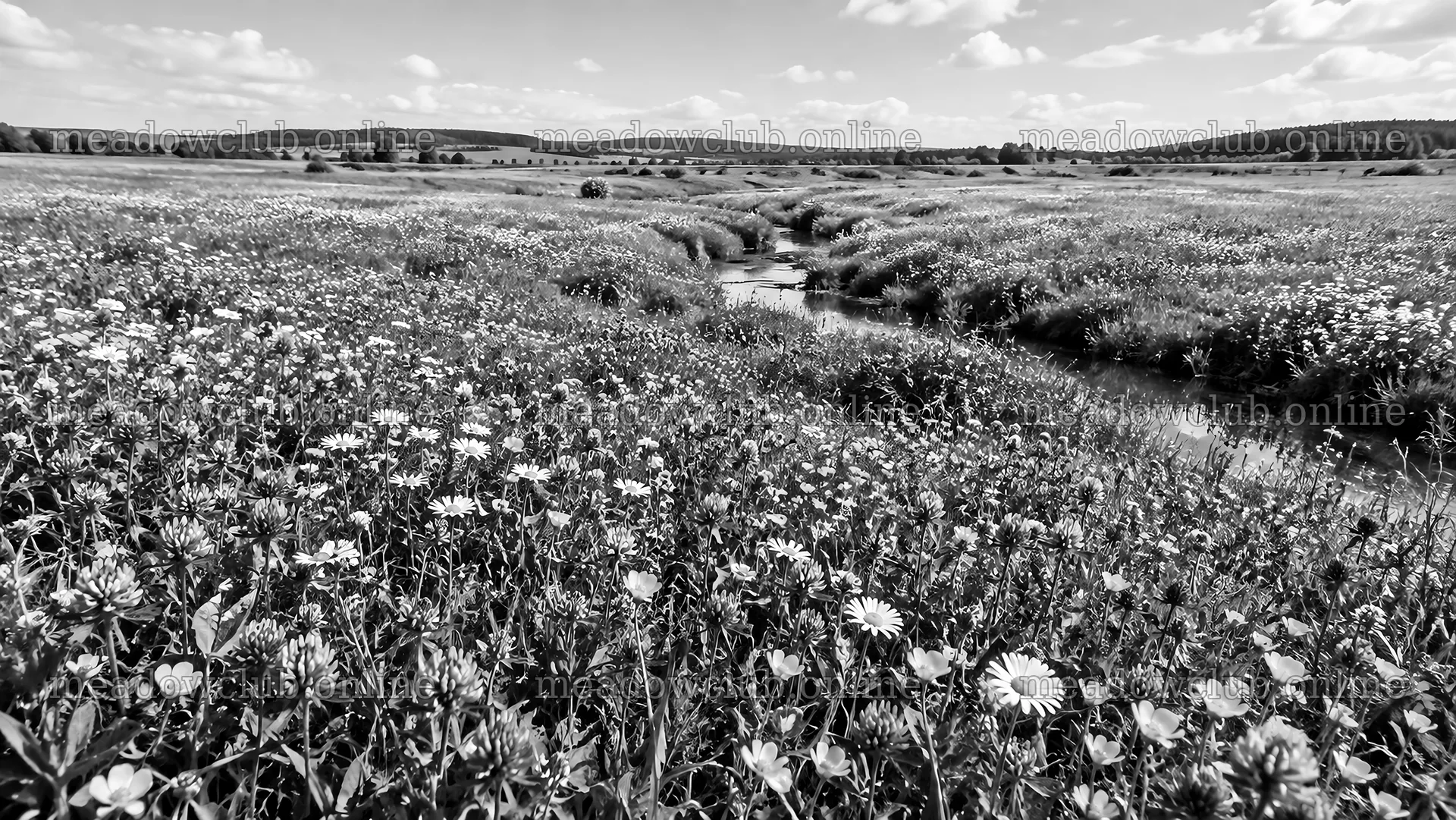 Black-and-White Wildflower Meadow by a Stream – meadow photos 10324x5812