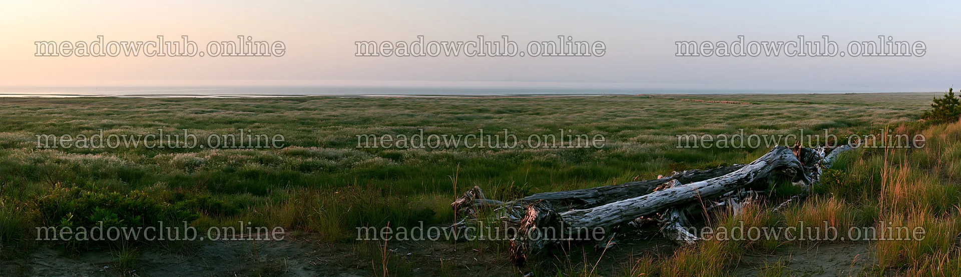 Chiba coastal climate meadow driftwood in the foreground – meadow photos 14762x4268