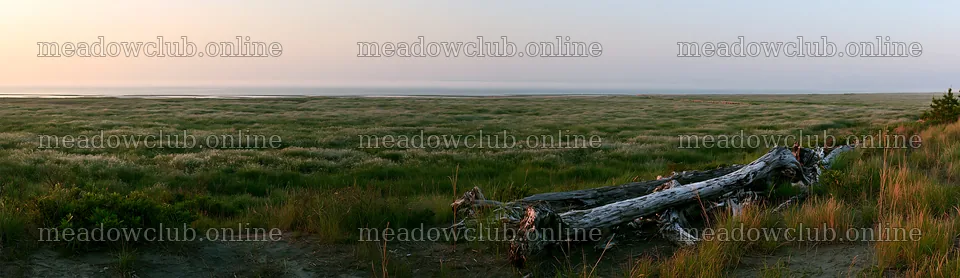 Chiba coastal climate meadow driftwood in the foreground – meadow photos 14762x4268