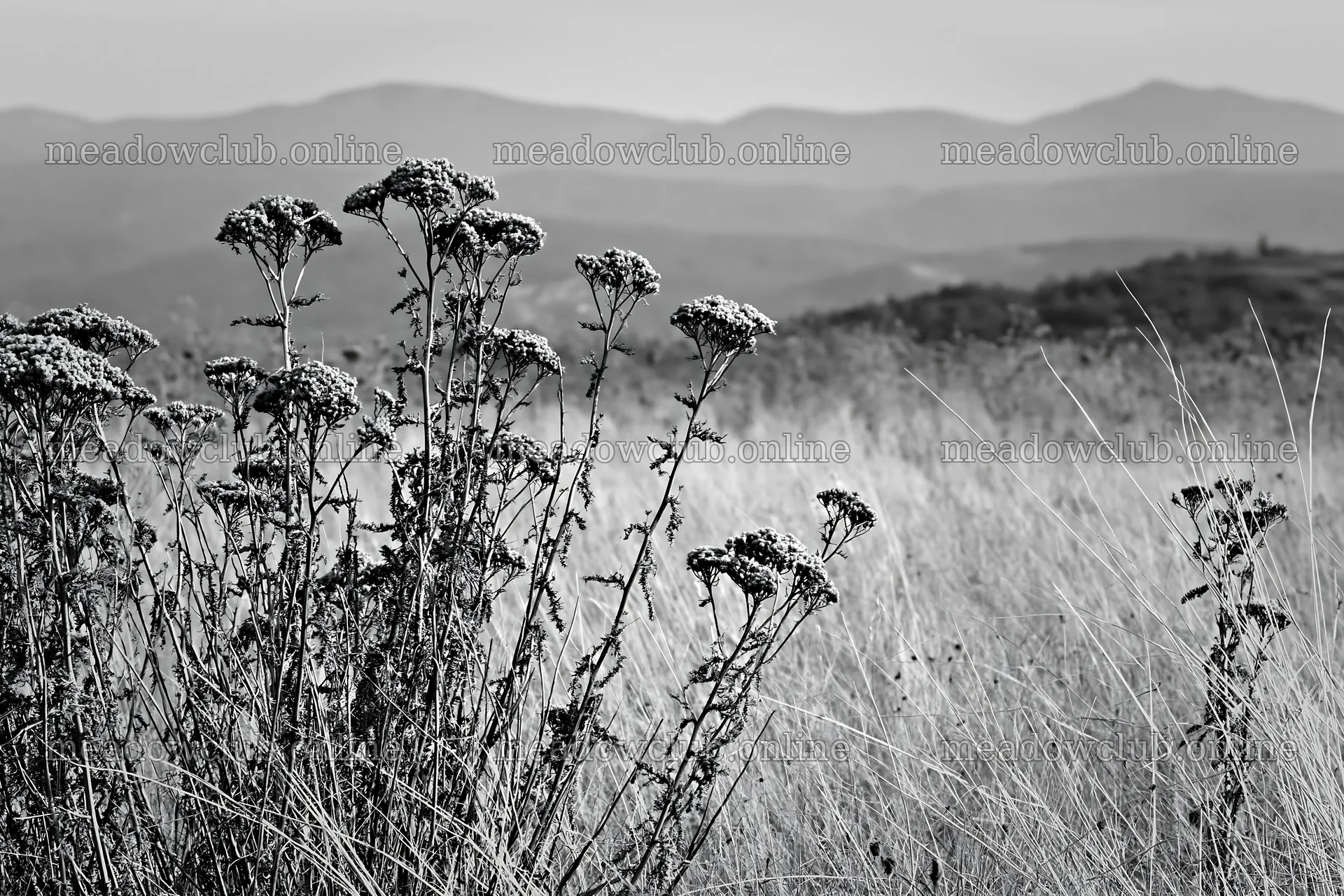 Yarrow meadow bloom with distant mountains in the background – meadow photos 9722x6480
