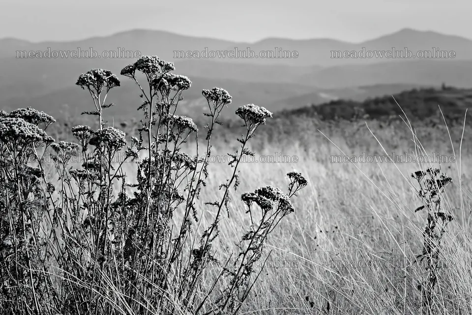 Yarrow meadow bloom with distant mountains in the background – meadow photos 9722x6480