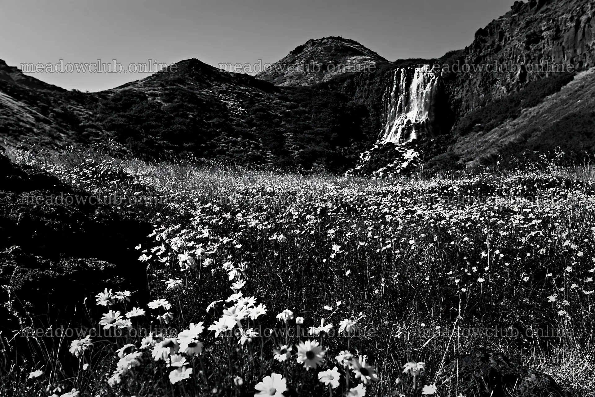 White flowers in a meadow near a waterfall in the mountains – meadow photos 9722x6480