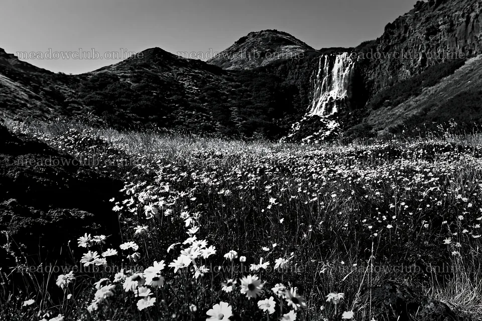 White flowers in a meadow near a waterfall in the mountains – meadow photos 9722x6480
