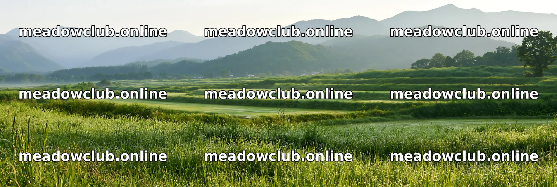 Niigata floodplain restoration meadow dew foreground – meadow photos 13690x4602