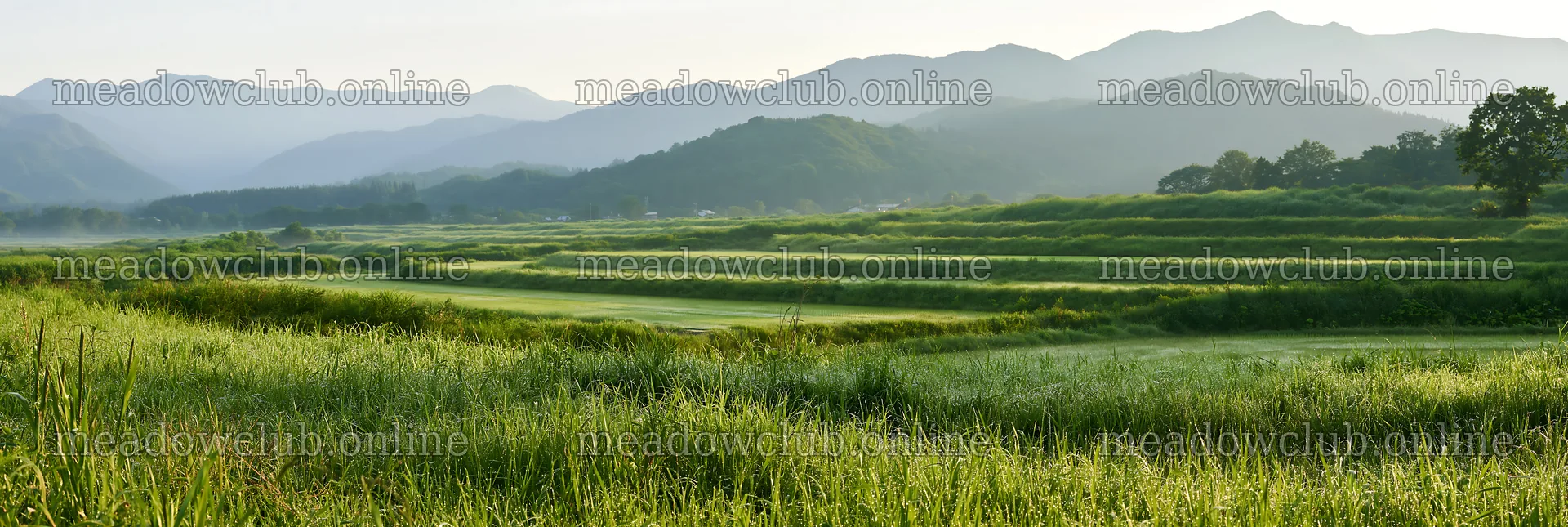 Niigata floodplain restoration meadow dew foreground – meadow photos 13690x4602